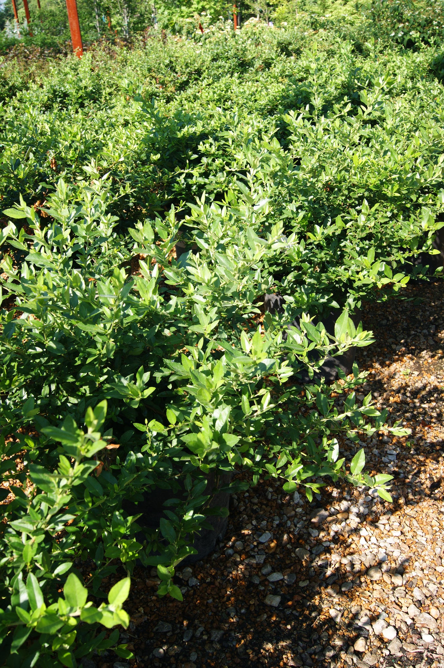 Pyracantha angustifolia 'Gnome'