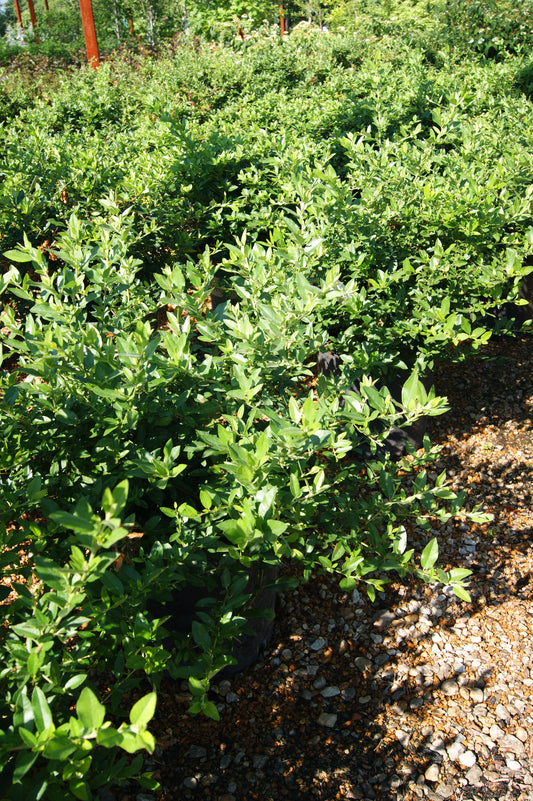 Pyracantha angustifolia 'Gnome'