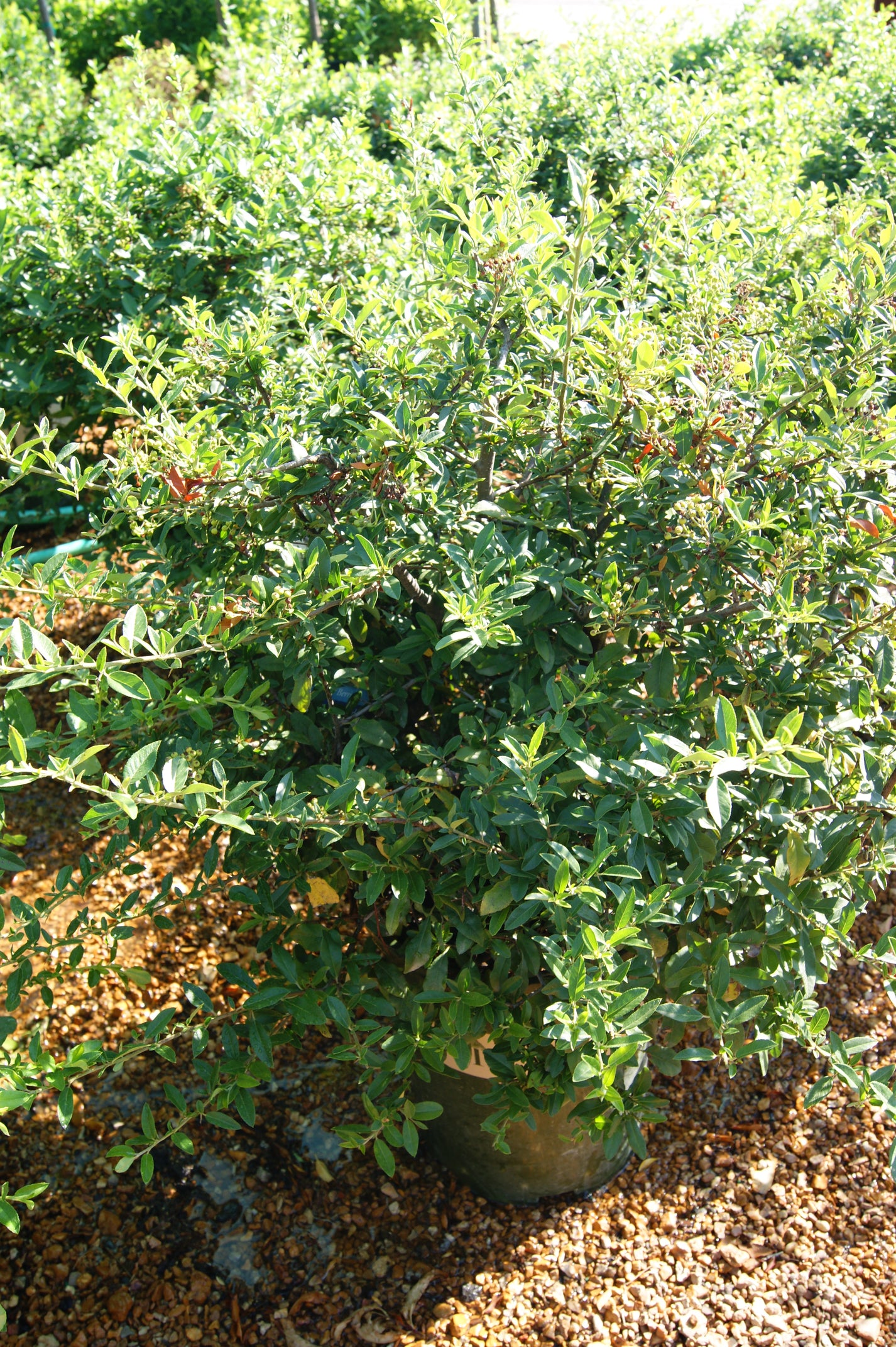 Pyracantha a. 'Lowboy' Passiglia Landscape, Nursery & Garden Center