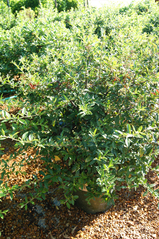 Firethorn 'Lowboy' (Pyracantha)
