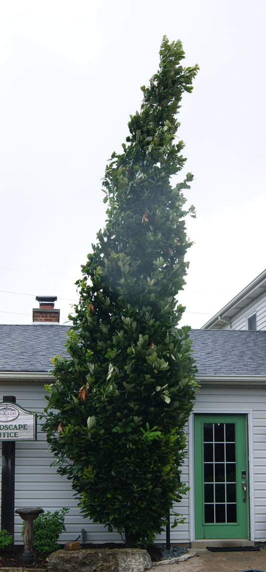 Oak, White, English Cross Column 'Regal Prince' (Quercus)