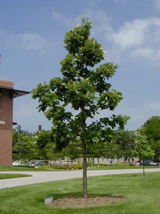 Oak, White Swamp (Quercus)