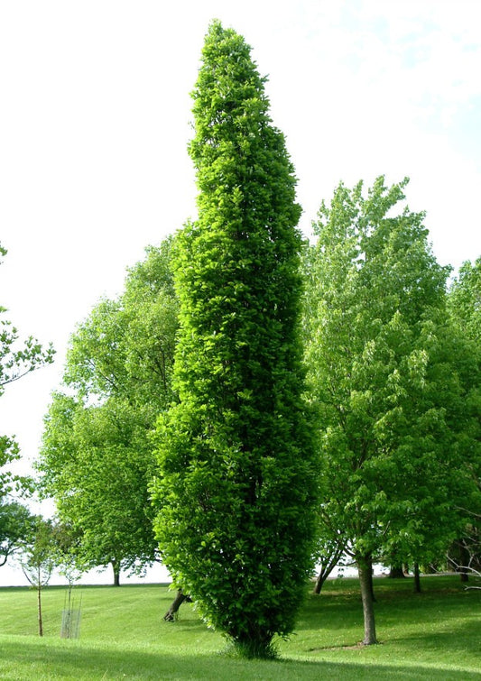Oak, White English Cross Column 'Kindred Spirit' (Quercus)