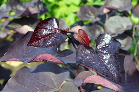 Cercis canadensis 'Black Pearl'