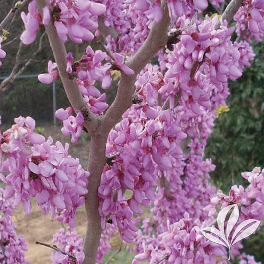 Cercis canadensis 'Bubblegum'