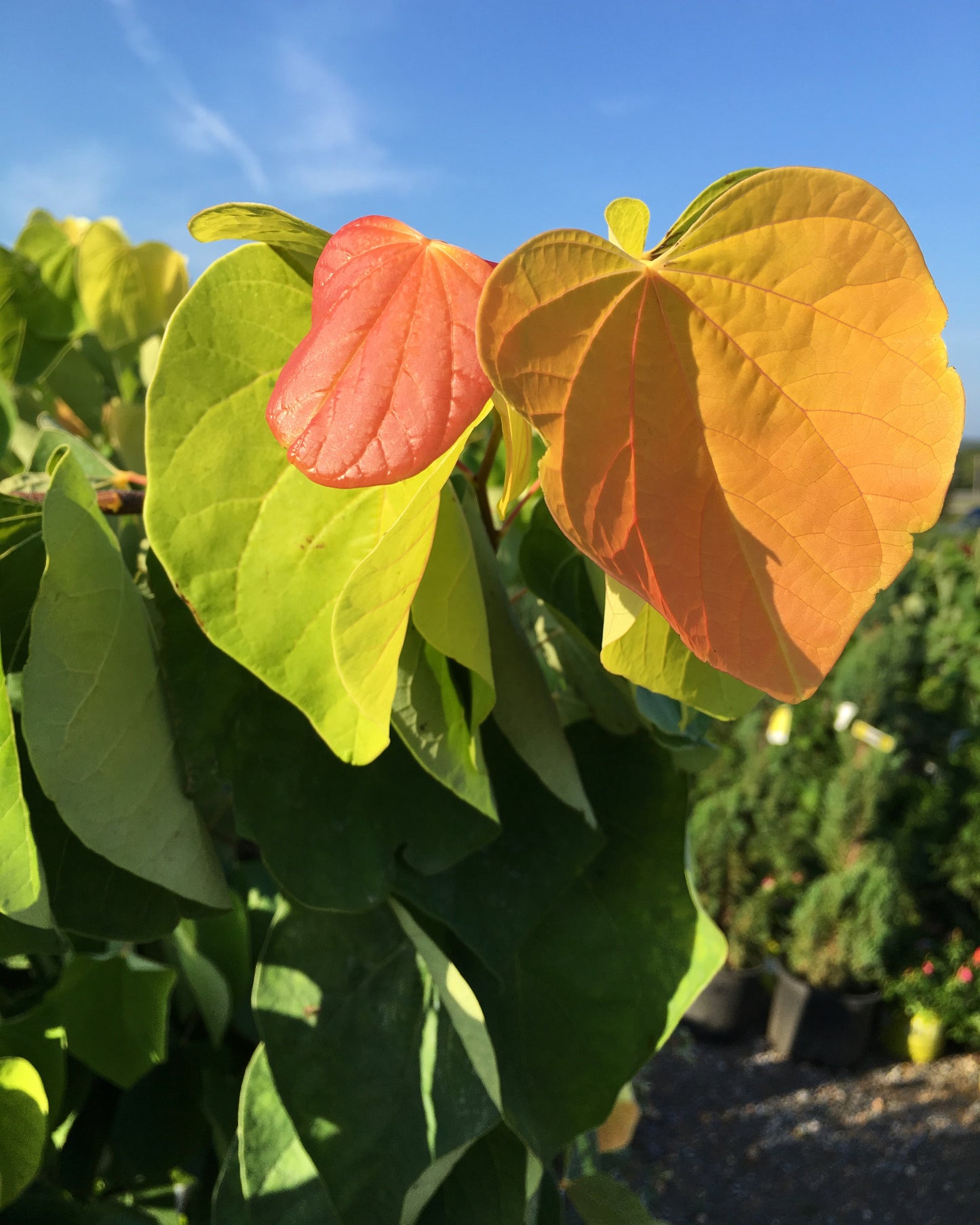 Cercis canadensis 'The Rising Sun'