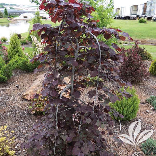 Cercis canadensis 'Ruby Falls'