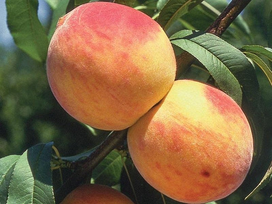 Peach, Freestone 'Reliance' (Prunus)