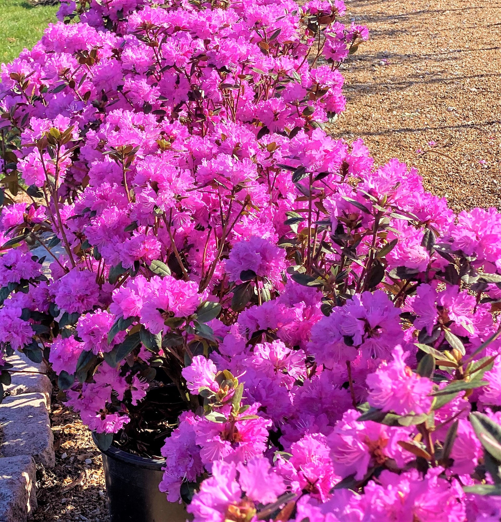 Rhododendron 'PJM Regal' (Rhododendron) – Passiglia Landscape, Nursery &  Garden Center
