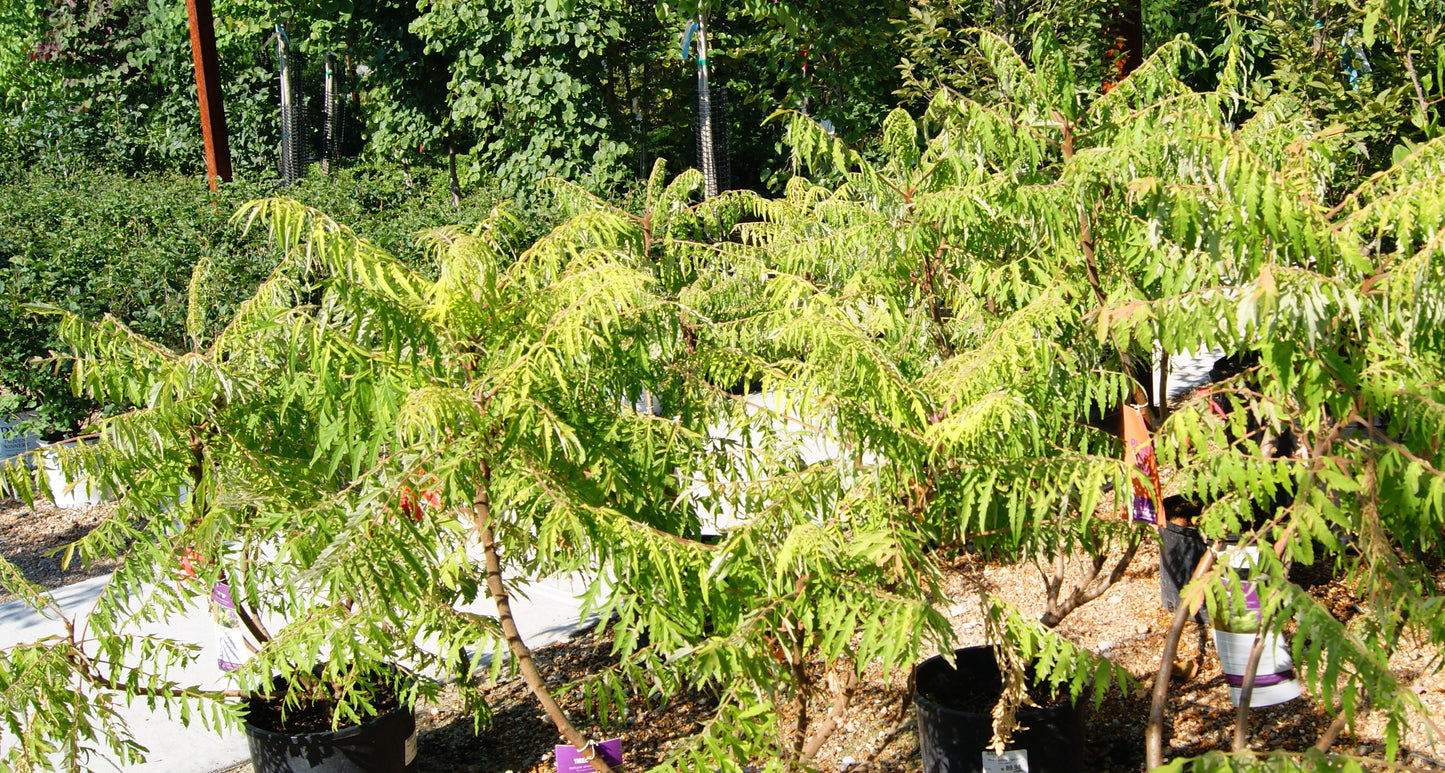 Rhus x typhina 'Tiger Eye'