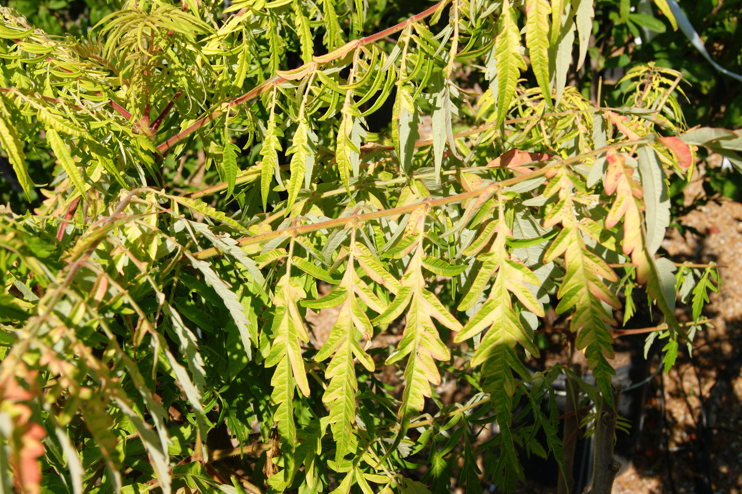 Rhus x typhina 'Tiger Eye'