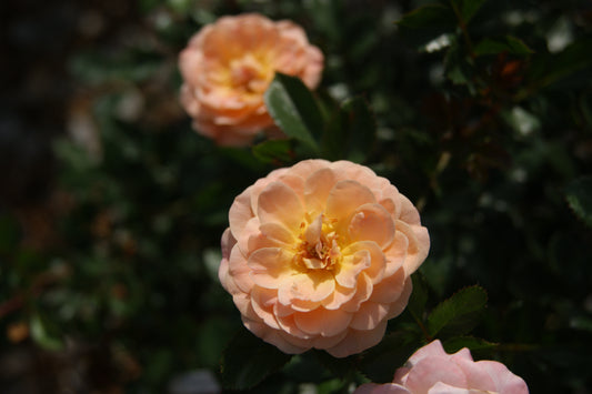 Rose, Spreading 'Apricot Drift' (Rosa)