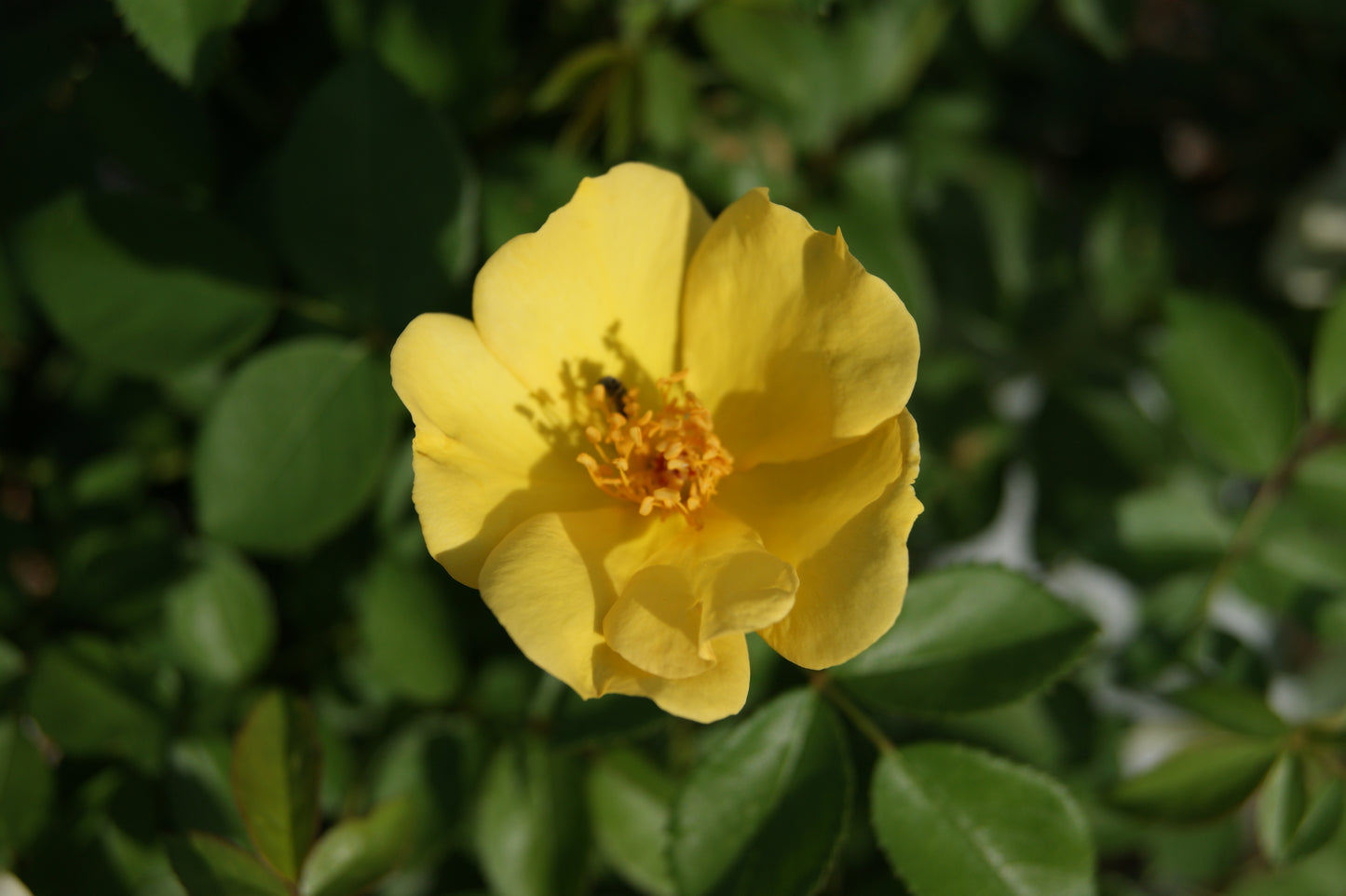 Rose, Shrub 'Easy Bee-zy Knock Out' (Rosa)