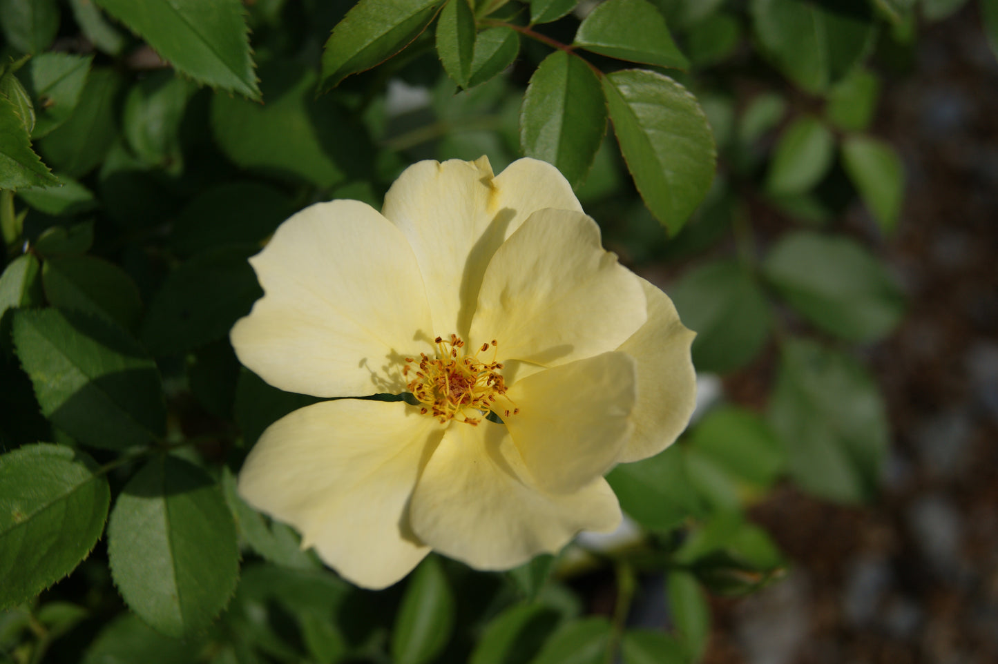 Rose, Shrub 'Easy Bee-zy Knock Out' (Rosa)