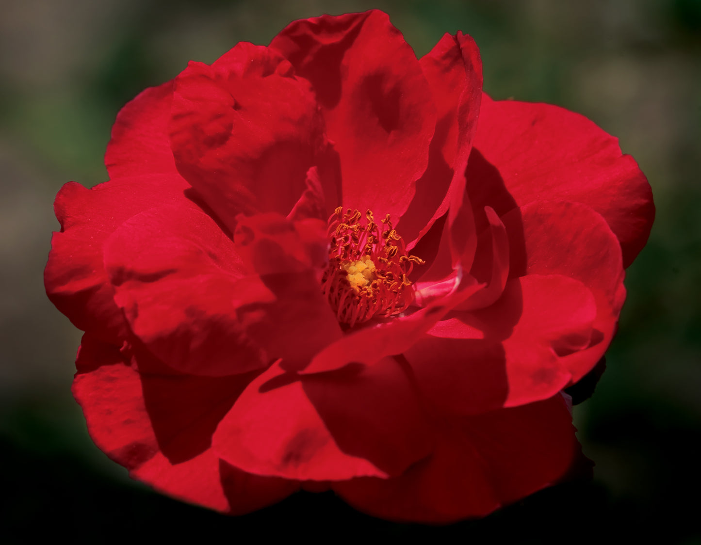 Rose, Climbing 'Blaze Improved' (Rosa)