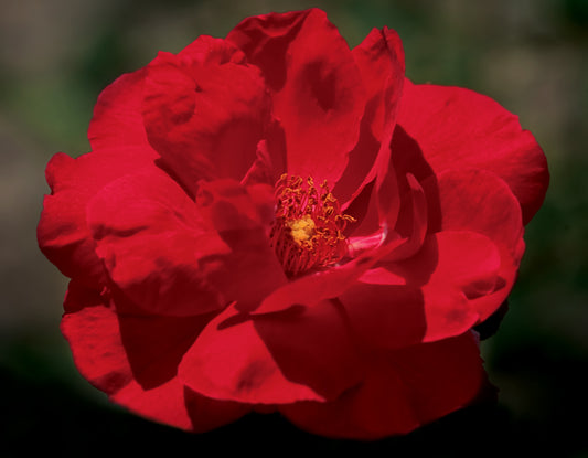Rose, Climbing 'Blaze Improved' (Rosa)