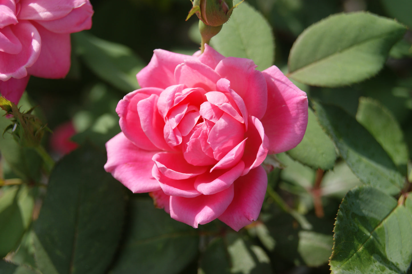Rose, Shrub 'Double Pink Knock Out' (Rosa)