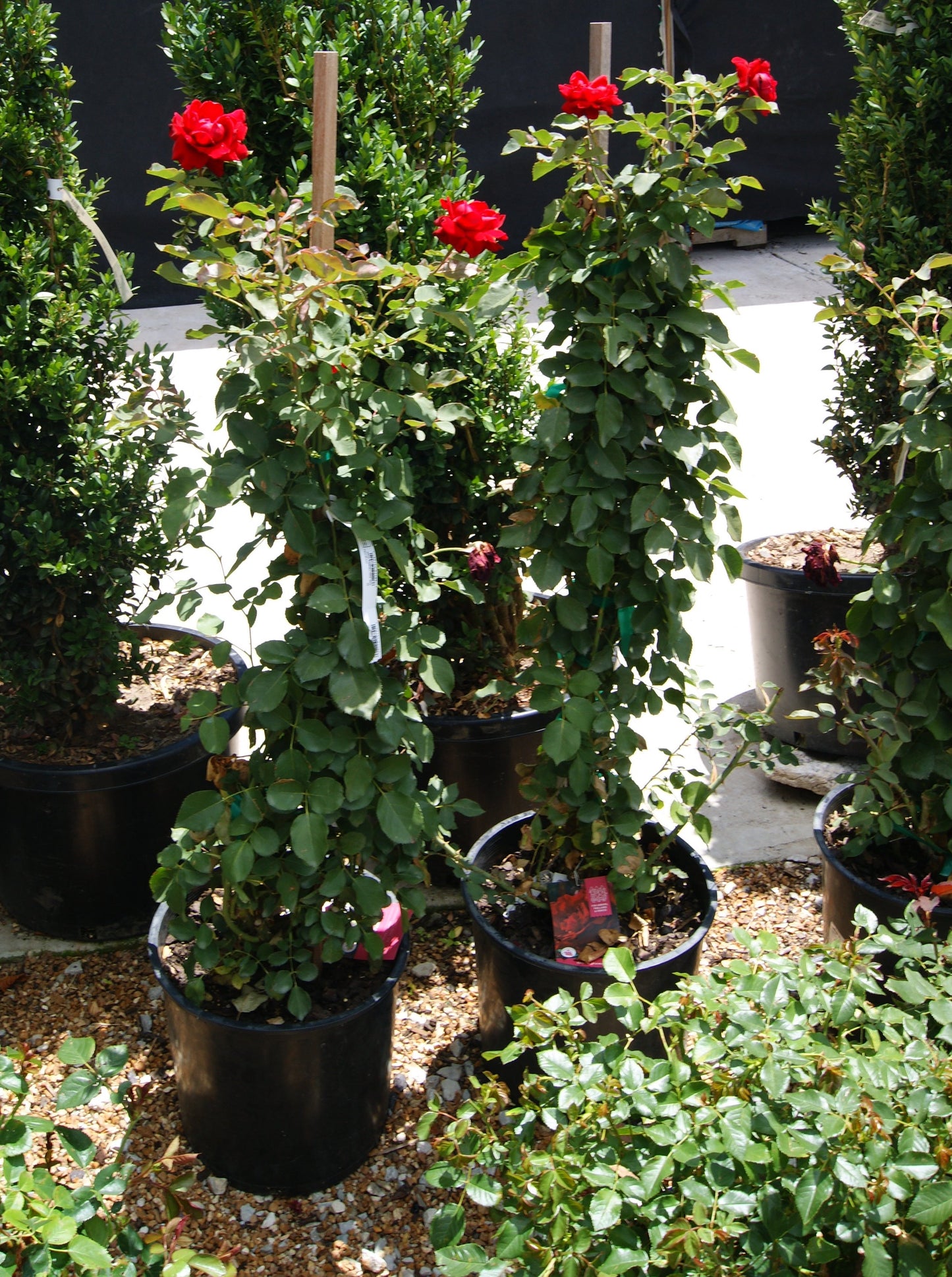 Rose, Climbing 'Don Juan' (Rosa)