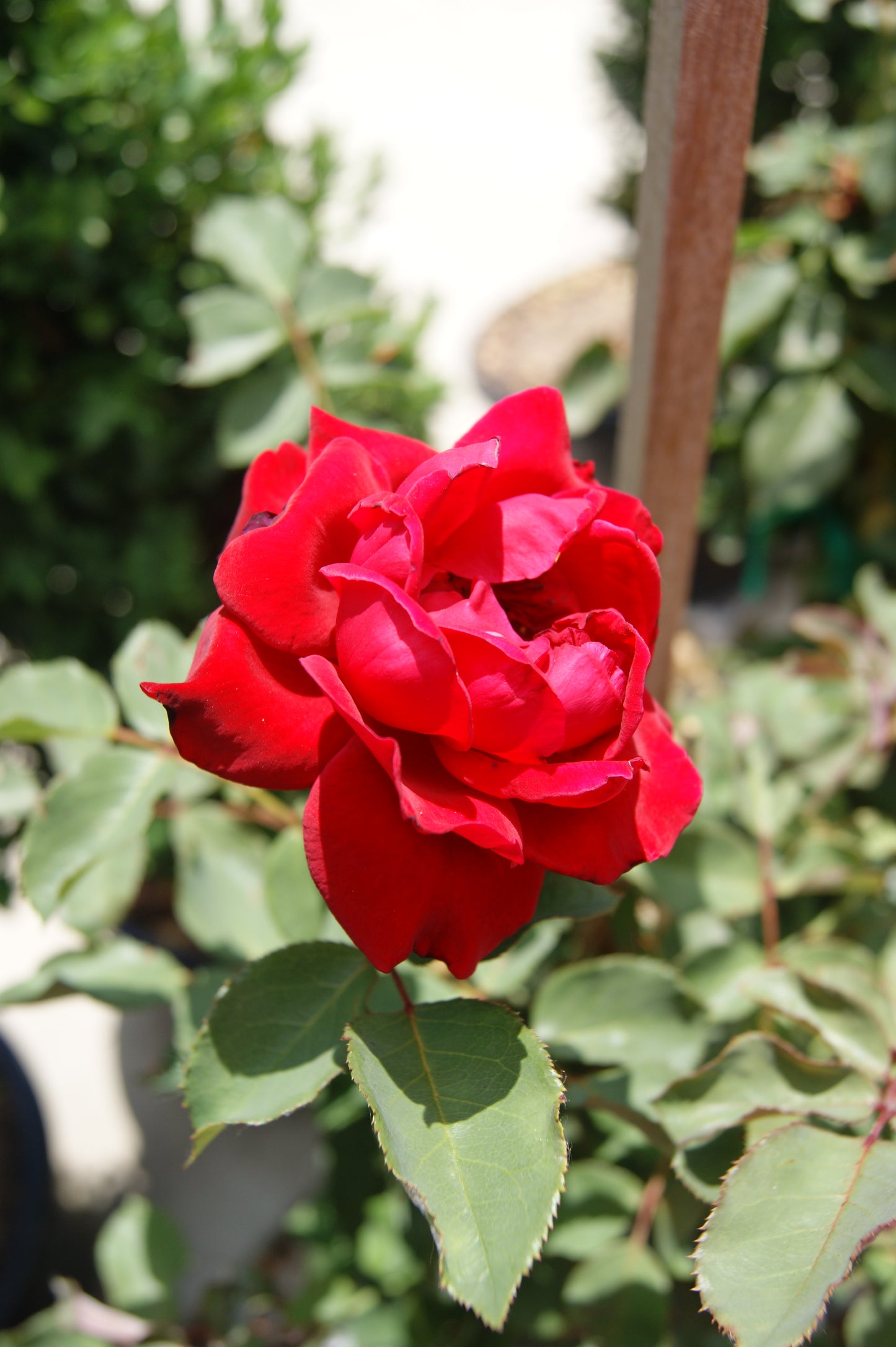Rose, Climbing 'Don Juan' (Rosa)