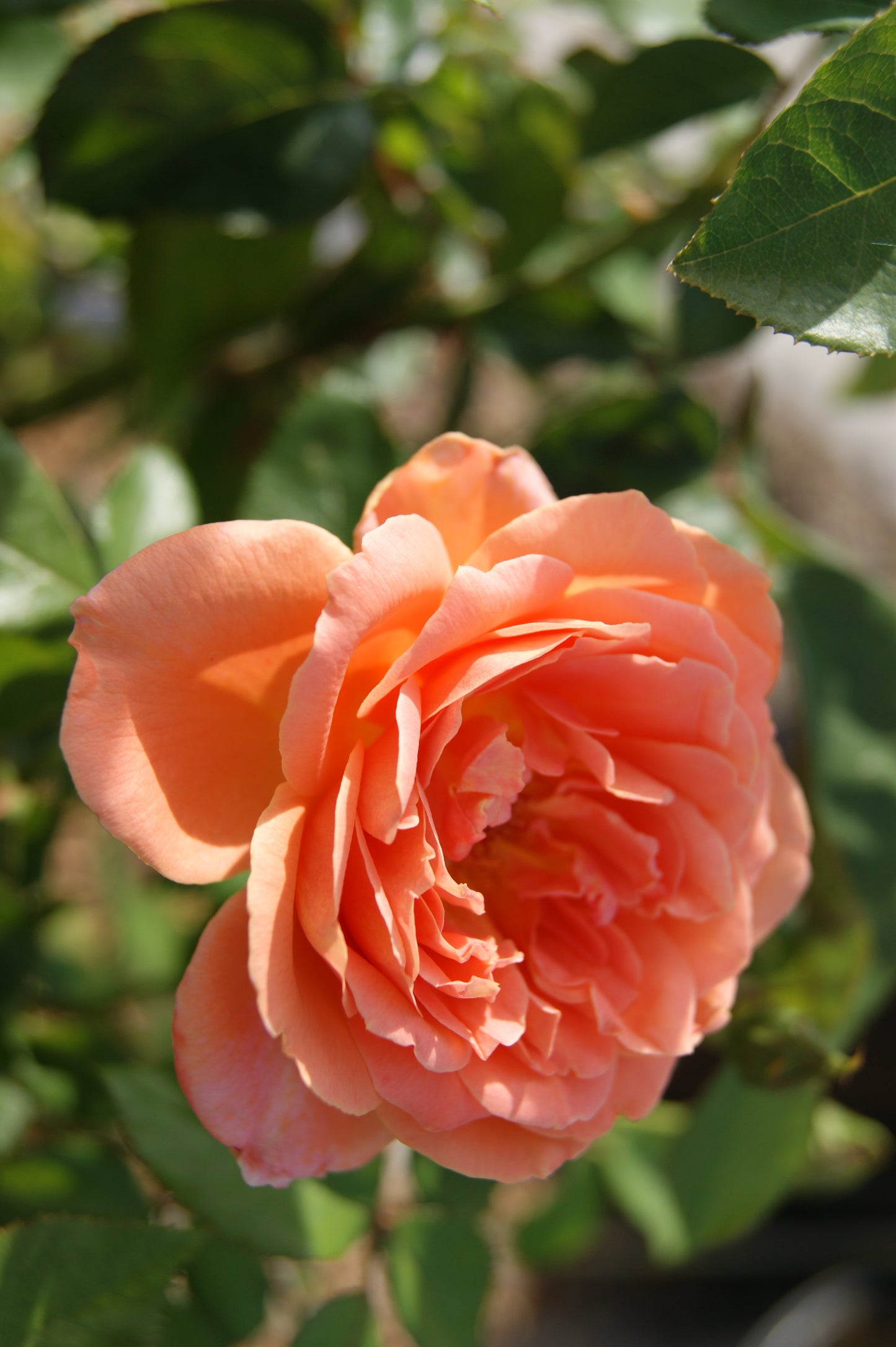 Rose, Shrub 'Easy Elegance Sweet Fragrance' (Rosa)