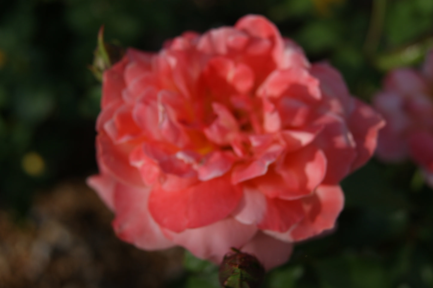 Rose, Shrub 'Easy Elegance Sweet Fragrance' (Rosa)