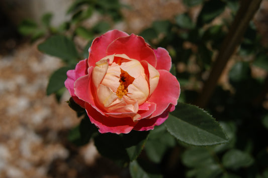 Rose, Climbing 'Fruity Petals' (Rosa)