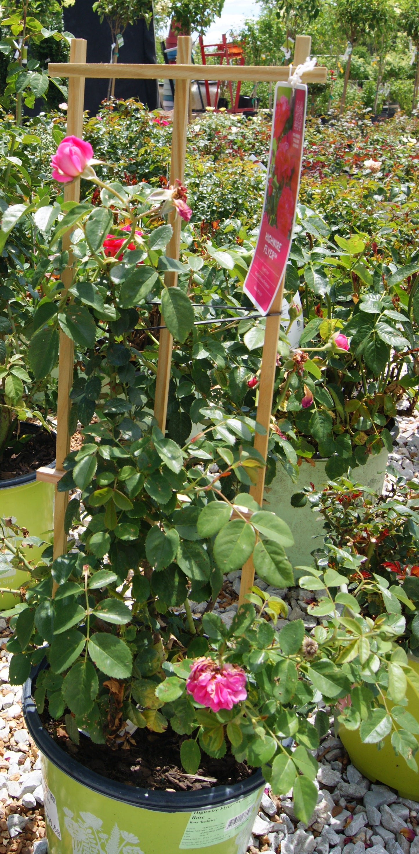 Rose, Climbing 'Highwire Flyer' (Rosa)