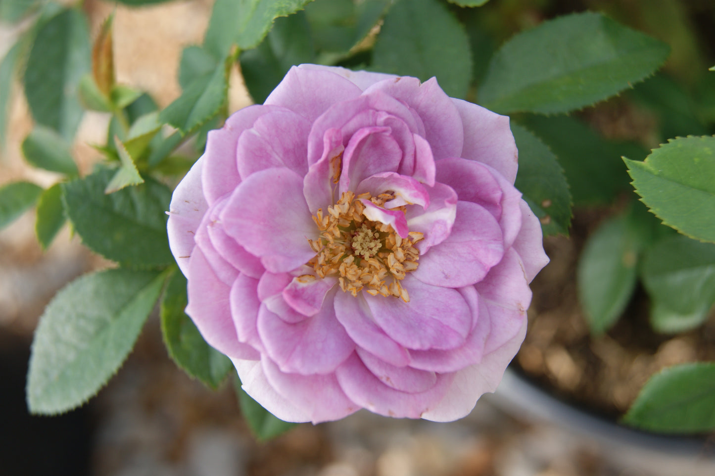 Rose, Floribunda 'Lavender Veranda' (Rosa)