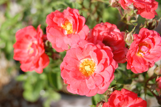 Rosa 'OSO Easy Double Red'