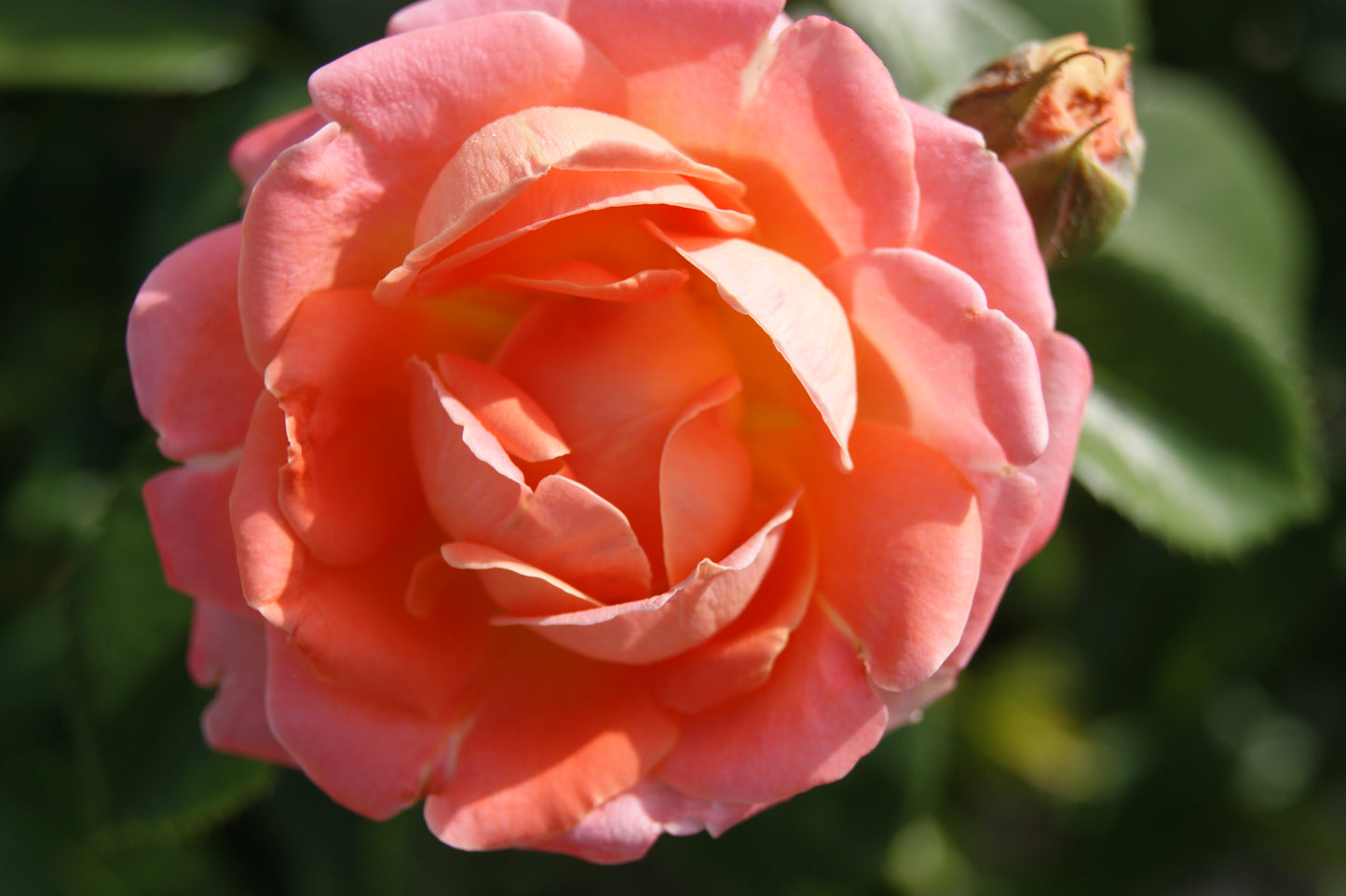 Rosa 'Knock Out Orange Glow'