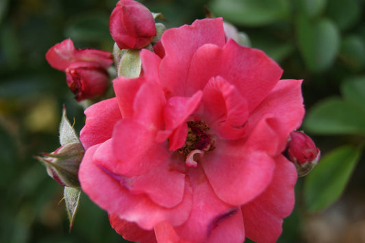 Rosa 'Nitty Gritty Pink'