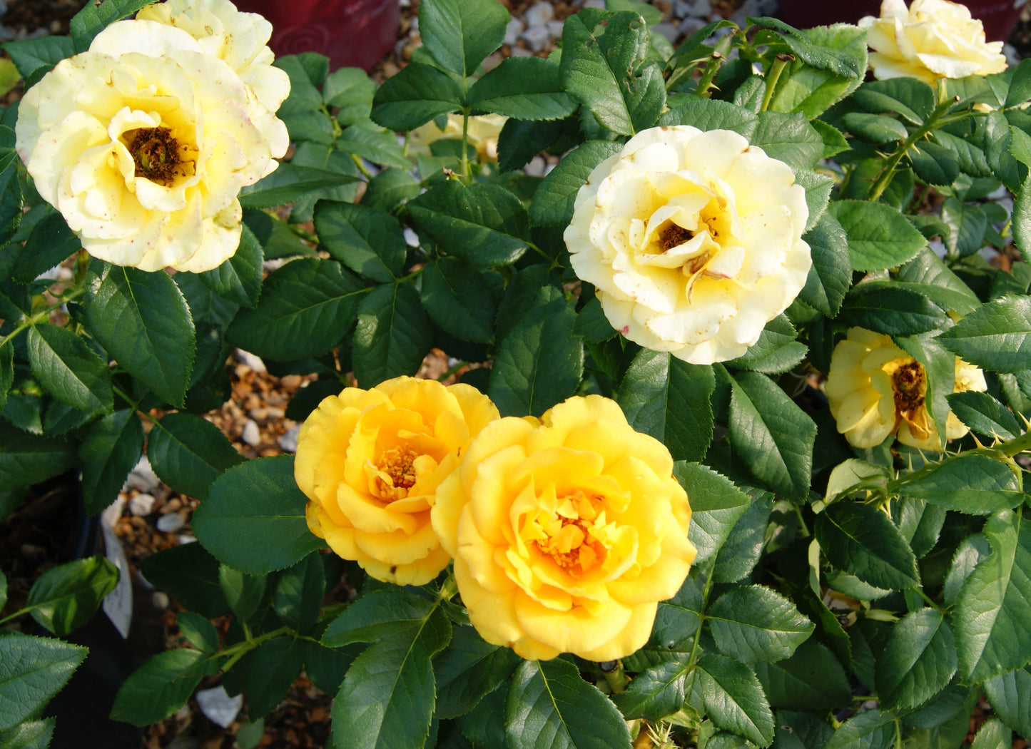 Rose, Floribunda 'Sunbeam Veranda' (Rosa)