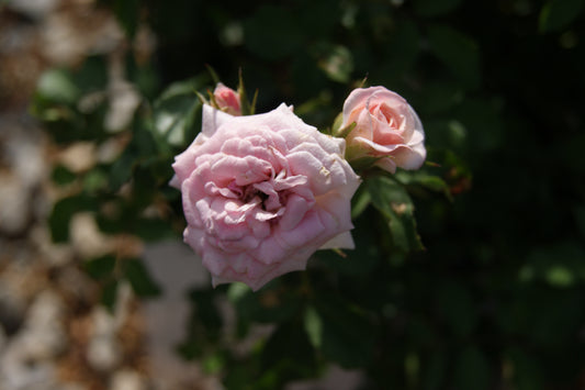 Rose, Spreading 'Sweet Drift' (Rosa)