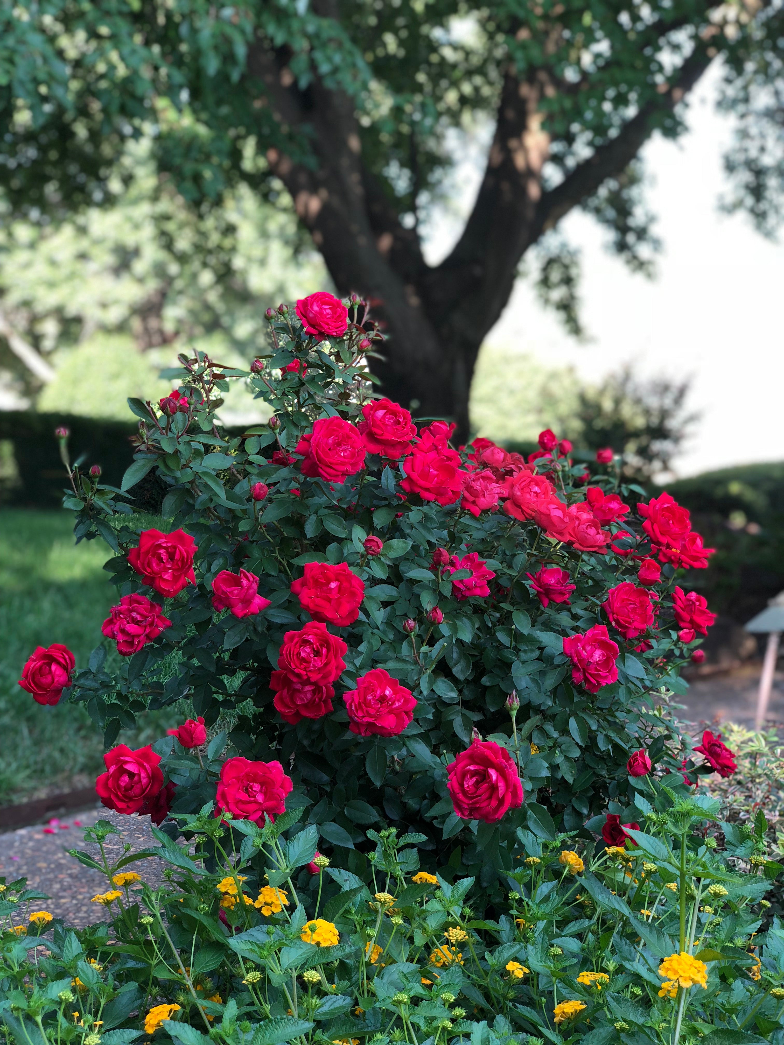 Rose, Shrub 'The Grand Champion Red' (Rosa) – Passiglia Landscape ...