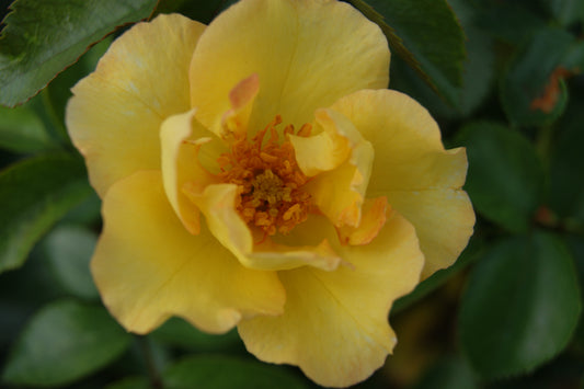 Rose, Shrub 'Nitty Gritty Yellow' (Rosa)