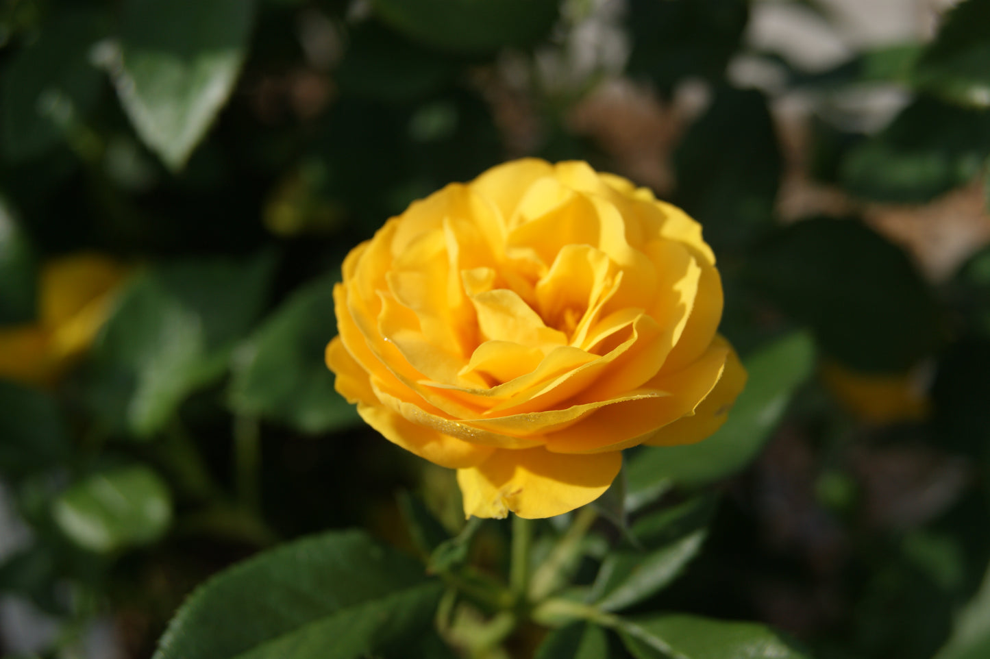 Rose, Floribunda 'Sunbeam Veranda' (Rosa)