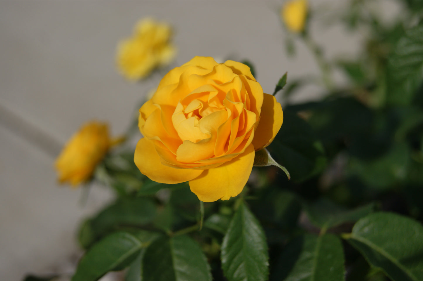 Rose, Floribunda 'Sunbeam Veranda' (Rosa)