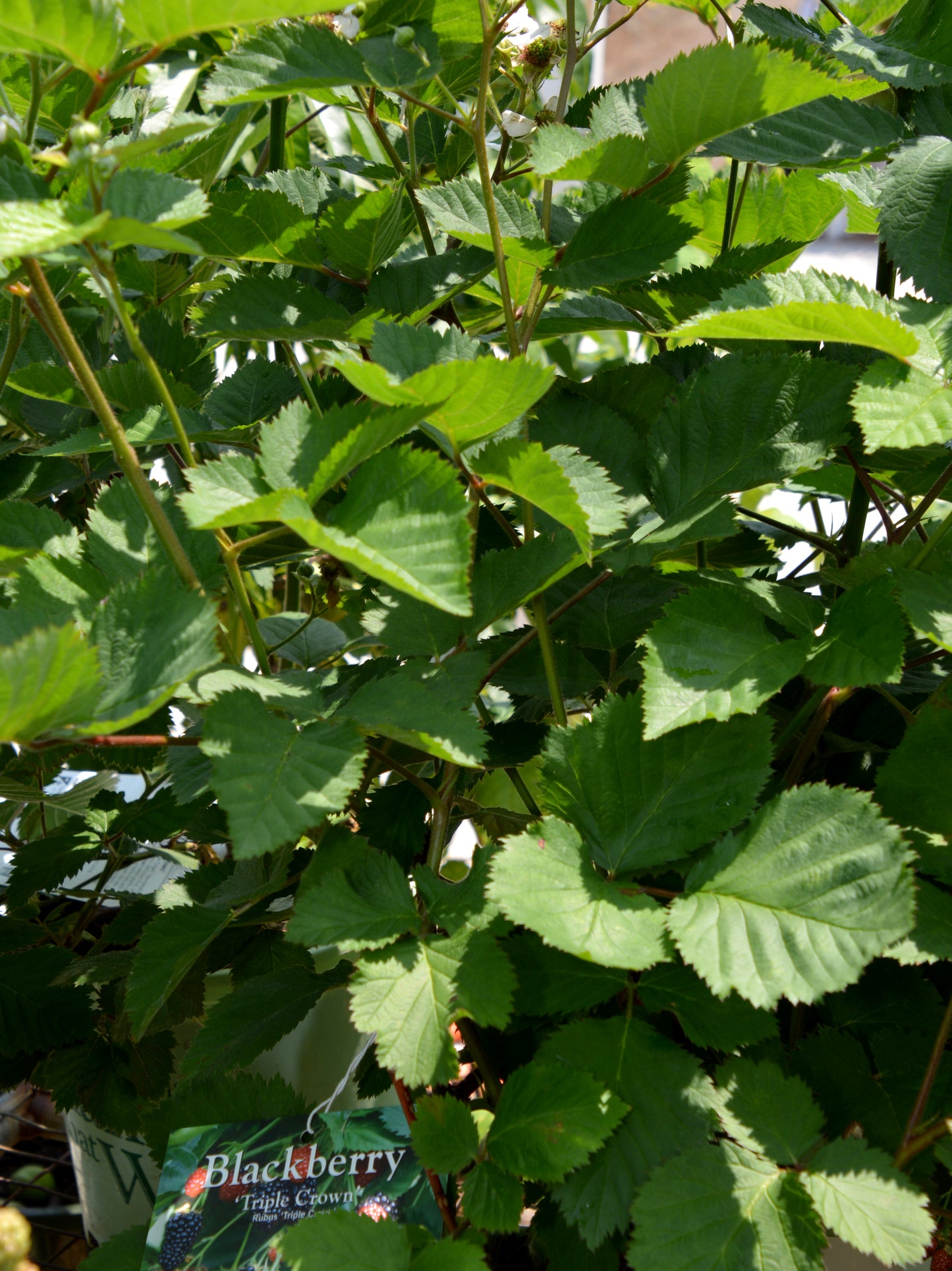 Rubus fruus x 'Triple Crown'