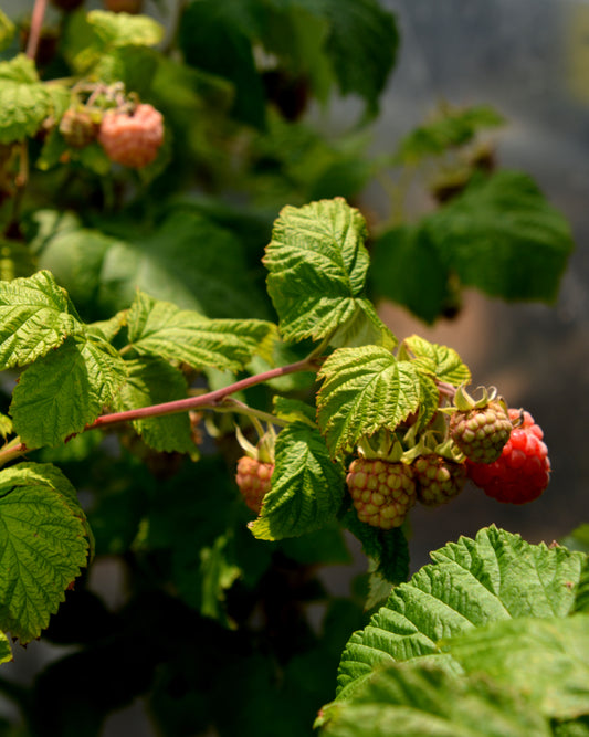 Rubus fruus x 'Triple Crown'