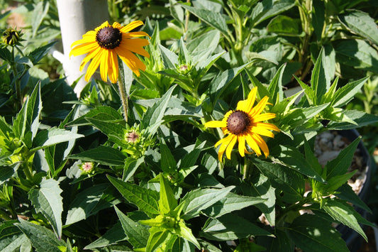 Rudbeckia fulgida var. sullivantii 'Goldsturm'