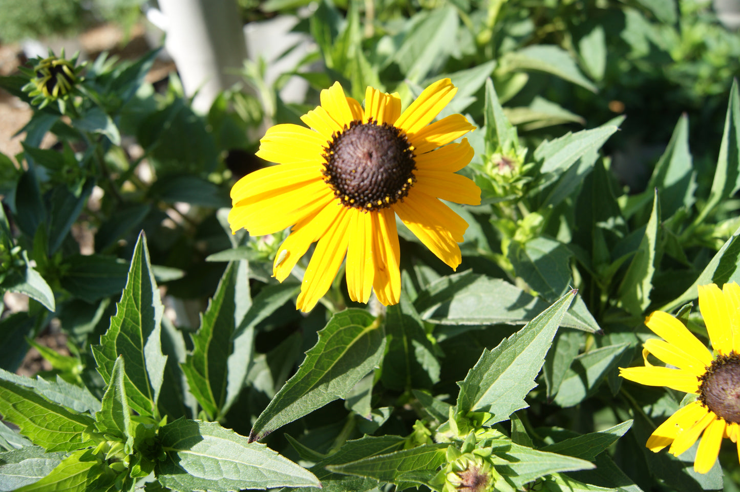 Rudbeckia fulgida var. sullivantii 'Goldsturm'