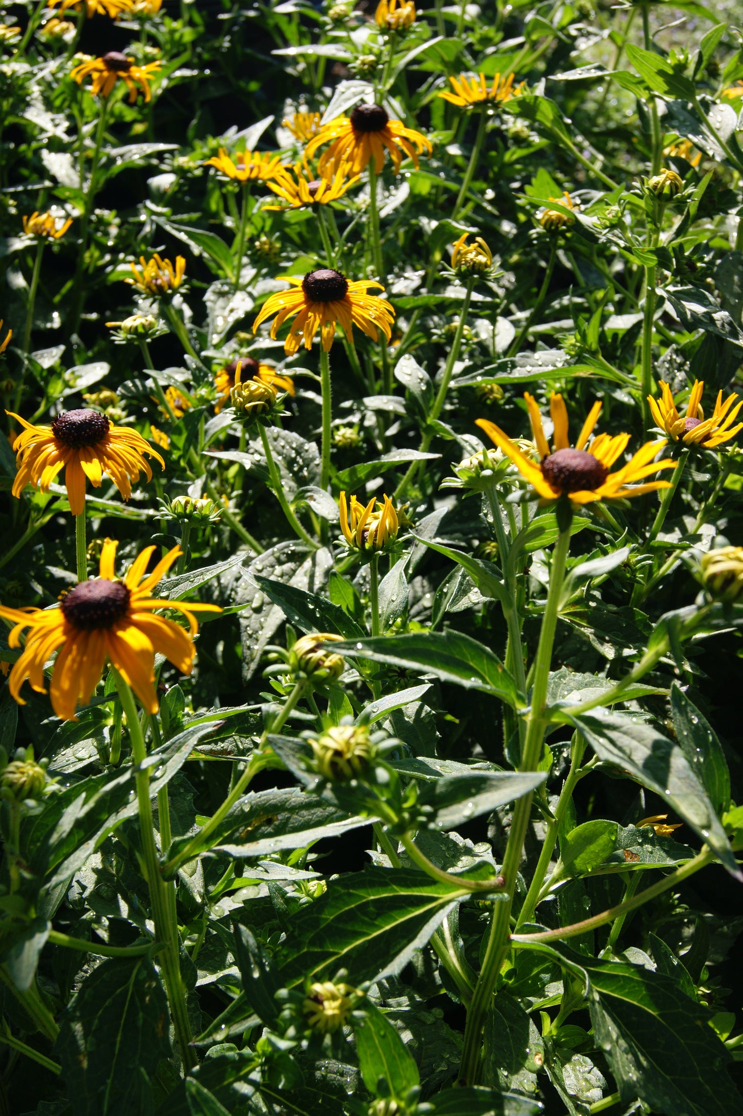 Rudbeckia fulgida var. sullivantii 'Goldsturm'