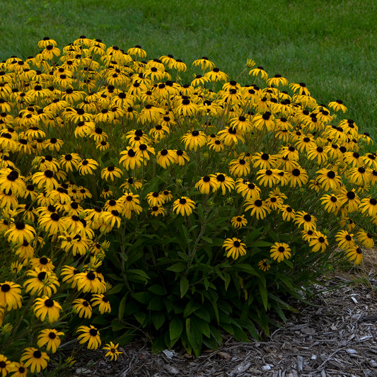 Black-eyed Susan 'American Gold Rush' (Rudbeckia)