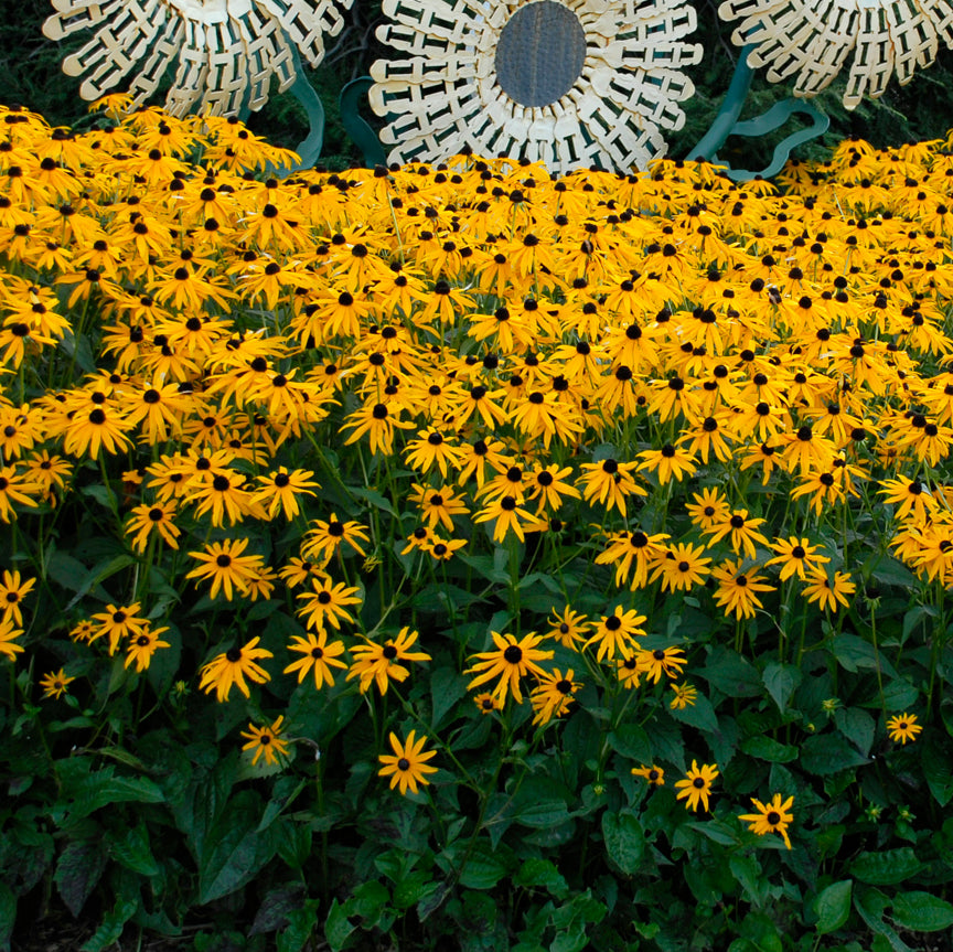 Black-eyed Susan 'Goldsturm' (Rudbeckia)
