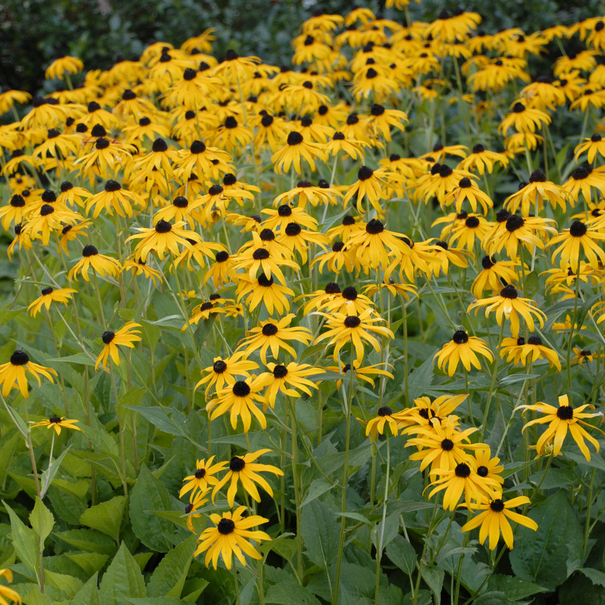Black-eyed Susan 'Goldsturm' (Rudbeckia)
