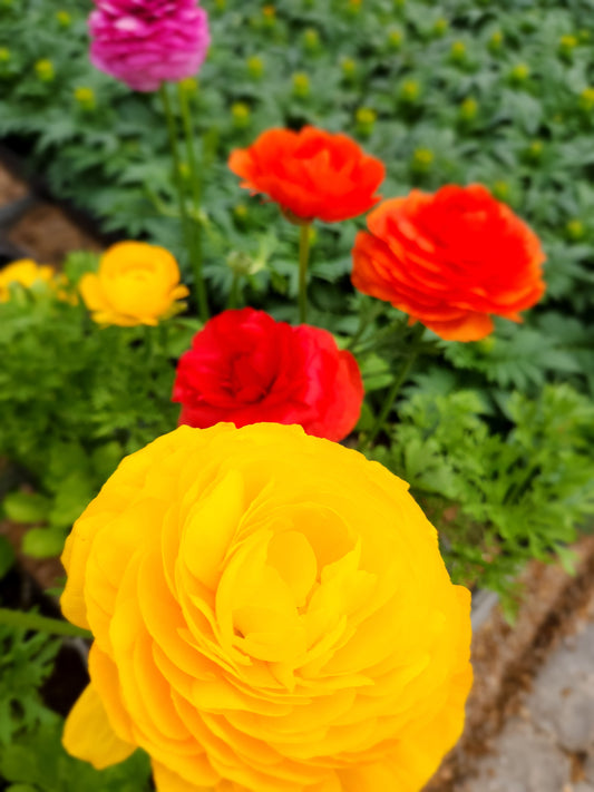 Buttercups (Ranunculus)