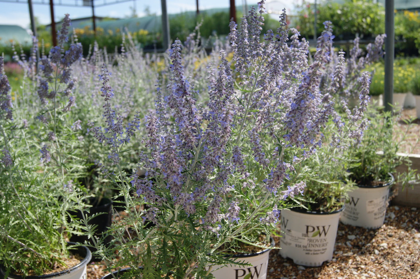 Perovskia atriplicifolia 'Denim 'n Lace'