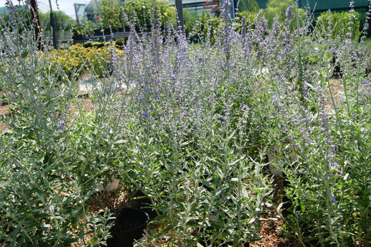 Perovskia atriplicifolia 'Little Spires'