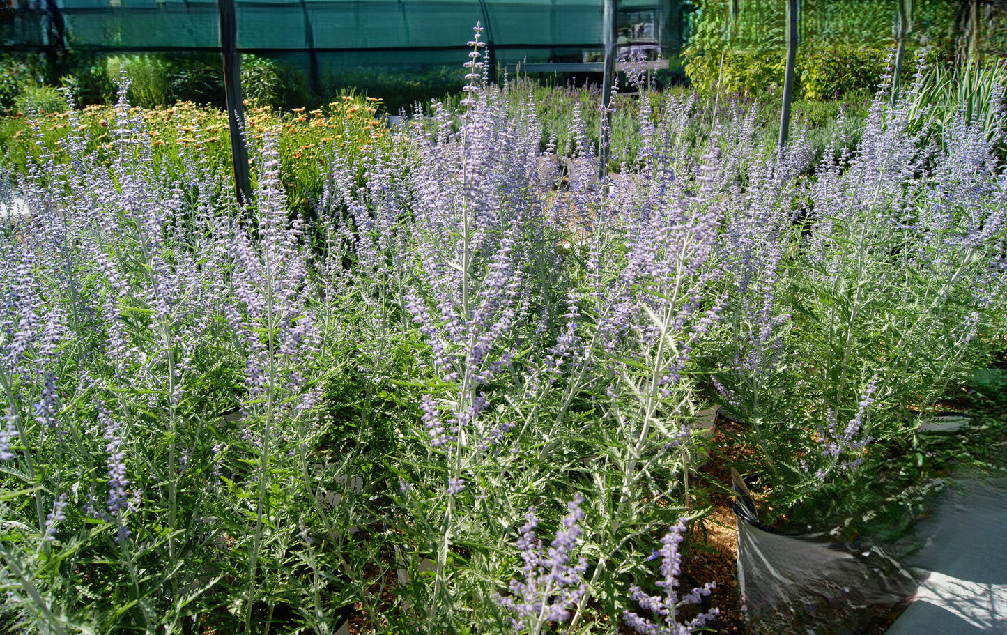 Perovskia atriplicifolia 'Denim 'n Lace'