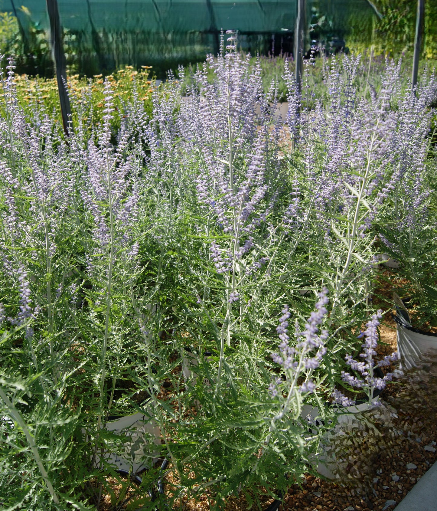 Perovskia atriplicifolia 'Denim 'n Lace'